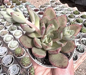 E. HB. MORANI X SUBCORYMBOSA (3) POTE 9