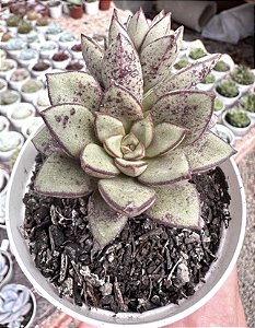 E. HB. MORANI X SUBCORYMBOSA (4) POTE 9