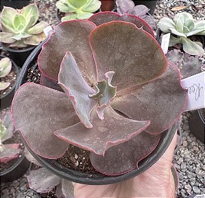 E. GIBB. RED MOON POTE 11