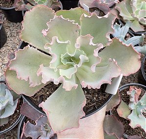 E. GIBB. CURLS POTE 11