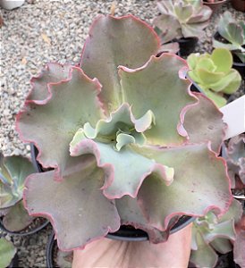 E. GIBB. CURLS POTE 11