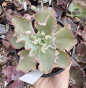 E. GIBB. CURLS POTE 11