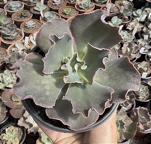 E. GIBB. DARK KNIGHT POTE 11