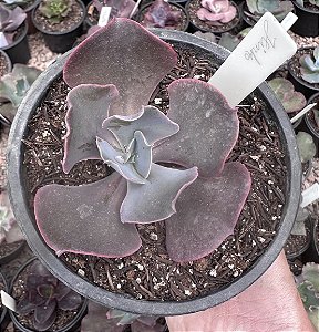 E. GIBB. JUNKO POTE 11