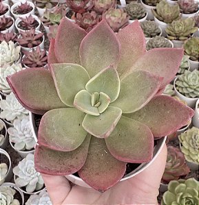 E. FIGLIA DI HERA POTE 9