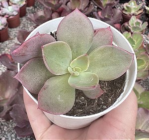 E. FIGLIA DI HERA POTE 9