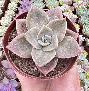 GRAP. ALBERT BAYNES POTE 9