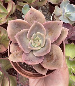 GRAP. ALBERT BAYNES POTE 9