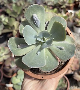 E. GIBB. CLASSIC BALLS POTE 11