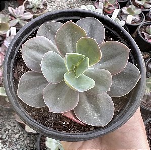 E. HIBRIDA POTE 11