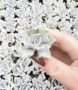 E. THRILLER PEARL PLUG