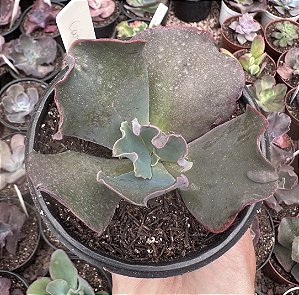 E. GIBB. CARSON (CARÚNCULAS) POTE 11