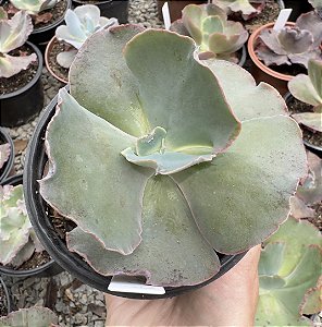 E. GIBB. CARSON (CARÚNCULAS) POTE 11