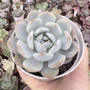 E. PINK ORANGE POTE 9