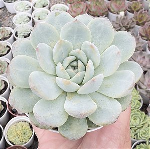 E. PINK ORANGE POTE 9