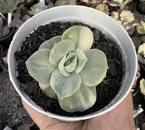 GRAP. LOVELY ROSE VAR. POTE 9