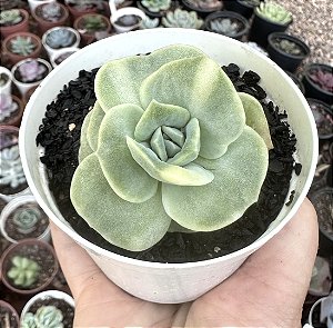 GRAP. LOVELY ROSE VAR. POTE 9