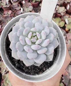 E. STAR ORANGE MONROE POTE 9