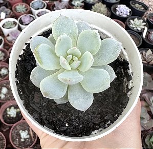 E. STAR ORANGE MONROE POTE 9