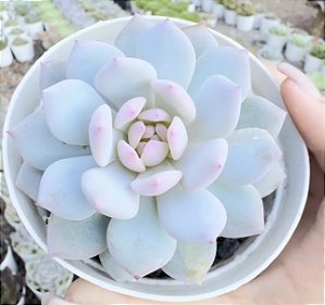 E. STAR ORANGE MONROE POTE 9