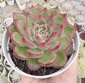 E. VIVACE POTE 9