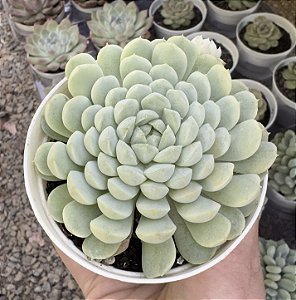 E. BALL OF FAT POTE 9