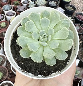 E. BALL OF FAT POTE 9