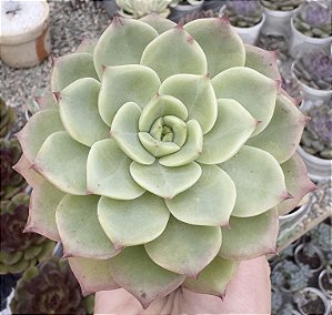 E. BELL (EUROPA) POTE 9