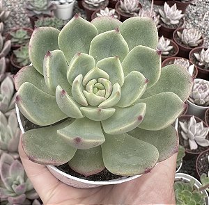 E. BELL (EUROPA) POTE 9