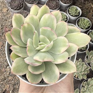 E. LUELLA VAR. POTE 9