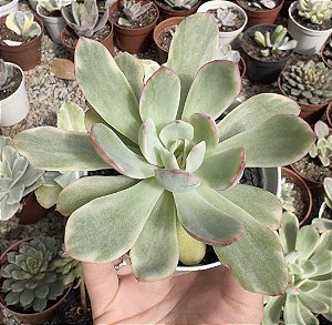 E. LUELLA VAR. POTE 9