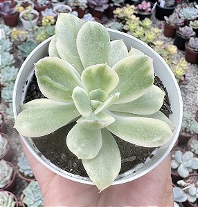 E. LUELLA VAR. POTE 9