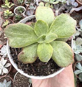 E. RED SAILING VAR. POTE 9