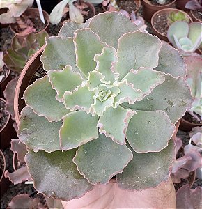 E. DOROTHY ESPANA POTE 9