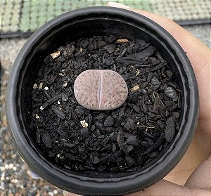 LITHOPS 5 POTE 6