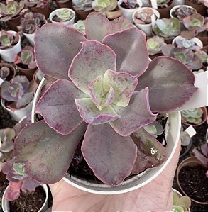 E. GIBB. TAKASAGO NO OKINA POTE 9