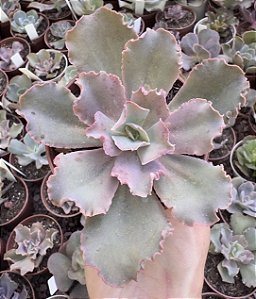 E. GIBB. TAKASAGO NO OKINA POTE 9