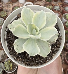 E. JAPAN MOON RIVER POTE 9