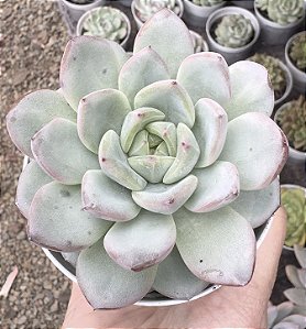E. STAR JENNY POTE 9