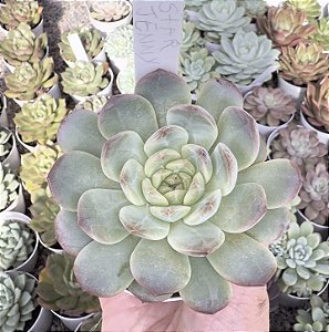 E. STAR JENNY POTE 9
