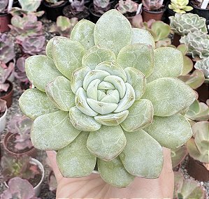 E. STAR JENNY POTE 9