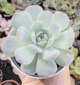 E. AMBER DIAMOND HEART POTE 9