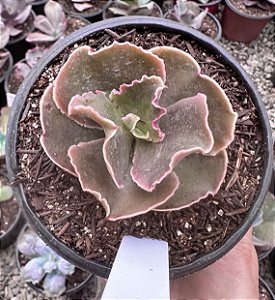 E. GIBB. MERIDA POTE 11