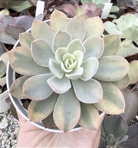 E. PINK VERA VAR. POTE 9