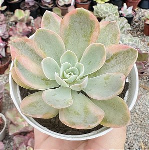 E. PINK VERA VAR. POTE 9