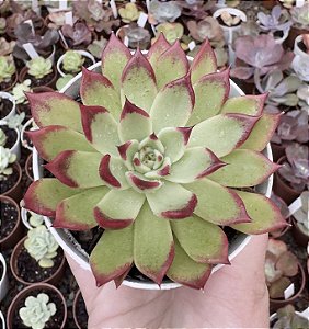 E. SARABONY POTE 9