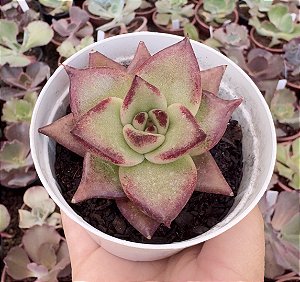 E. EBONY BACK JUICE POTE 9