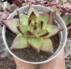 E. EBONY BACK JUICE POTE 9