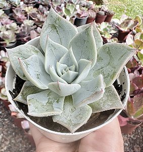 E. AQUILA BOMBADA POTE 9