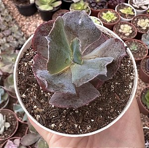 E. GIBB. TRAMADOL POTE 9